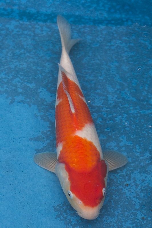 26-紅白-32cm-母魚幾機率高-3200-2.jpg