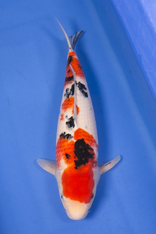 01-大正三色-48cm-母魚-2014產-$5000(Ali-御三家錦鯉園).jpg