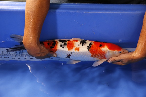 01-大正三色-48cm-母魚-2014產-00(Ali-御三家錦鯉園)-2.jpg