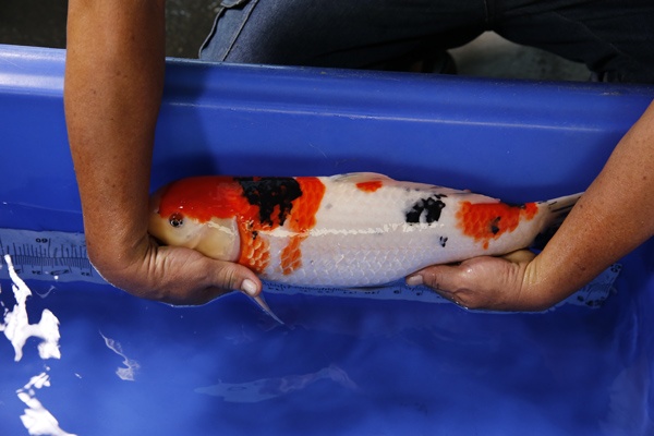 01-大正三色-48cm-母魚-2014產-00(Ali-御三家錦鯉園)-3.jpg