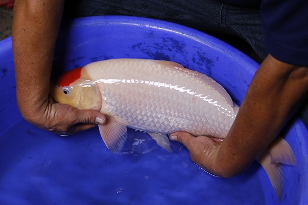 04-丹頂-52cm-母魚-2014產-00(Ali-御三家錦鯉園)-2.jpg