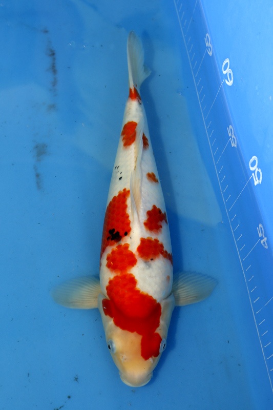 06--大正-35cm-母魚-2015年產-5000元起標(大將錦鯉).jpg