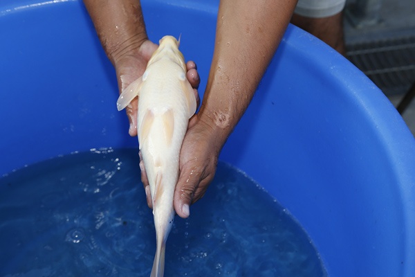 06--大正-35cm-母魚-2015年產-5000元起標(大將錦鯉)-4.jpg