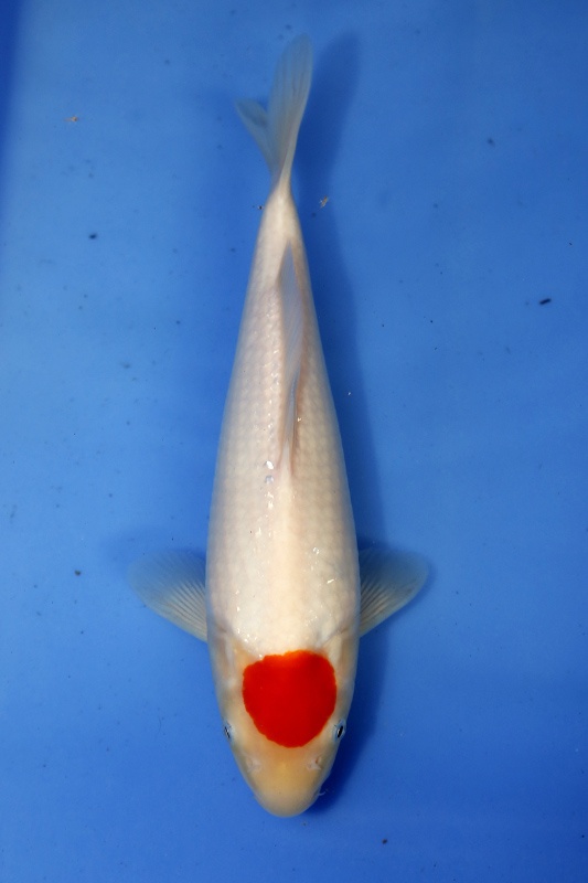 53-丹頂(楊裕豐-大和)-32cm-母魚-2015年產-5000元起標-(錦林鯉坊).jpg