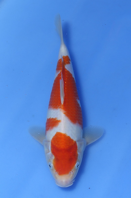 54-紅白-30cm-不明-00-(鯉池苑錦鯉園).jpg