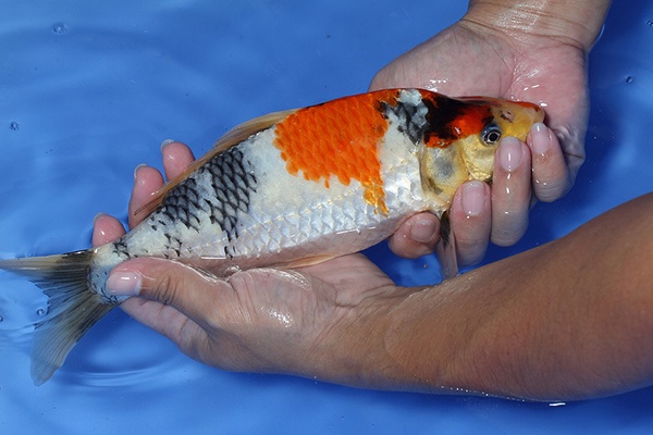 55-昭和三色-29cm-不明-00-(鯉池苑錦鯉園)-2.jpg