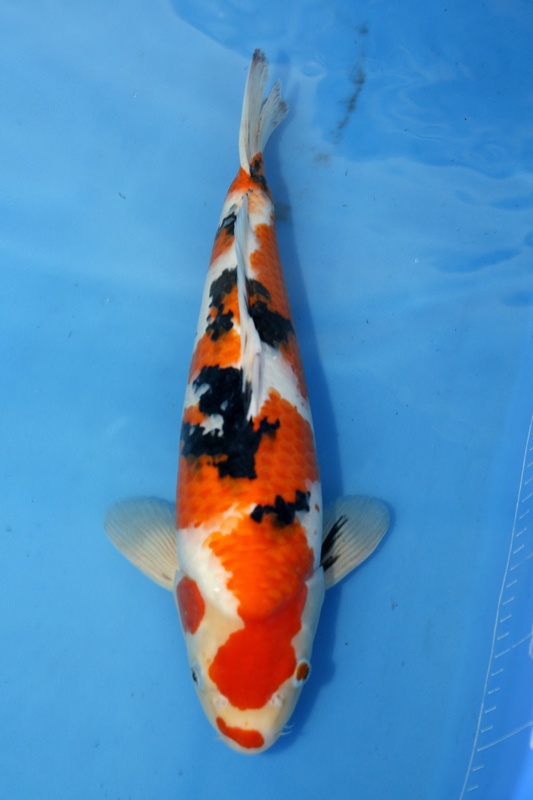 05--大正-41cm--公魚-2015年產-3000元起標(大將錦鯉).jpg
