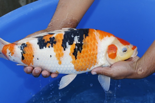 05--大正-41cm--公魚-2015年產-3000元起標(大將錦鯉)-3.jpg
