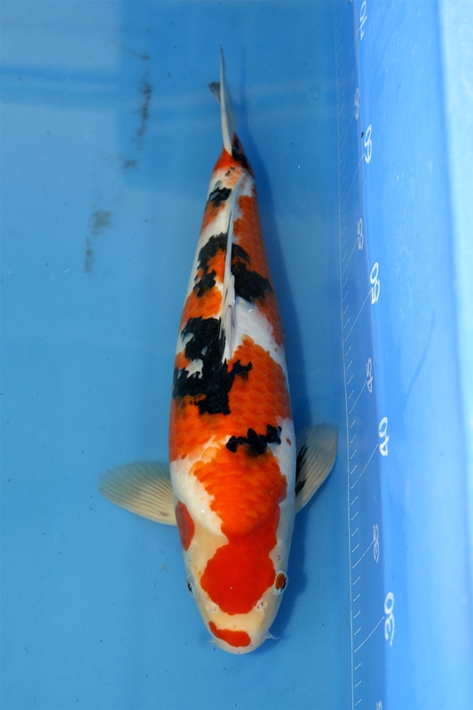 05--大正-41cm--公魚-2015年產-3000元起標(大將錦鯉)-2.jpg