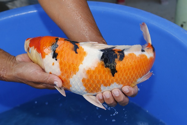 05--大正-41cm--公魚-2015年產-3000元起標(大將錦鯉)-4.jpg