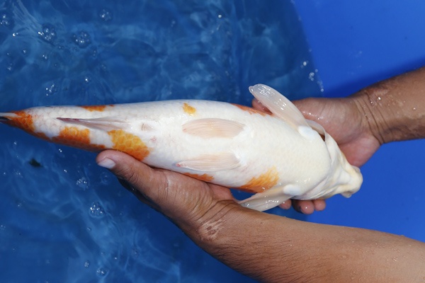 05--大正-41cm--公魚-2015年產-3000元起標(大將錦鯉)-5.jpg