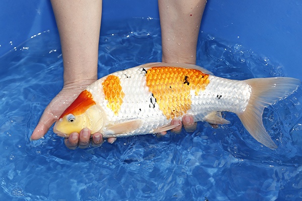 49-大正三色-41cm--公母不明-2015產-00-(億來錦鯉專業養殖場)-2.jpg