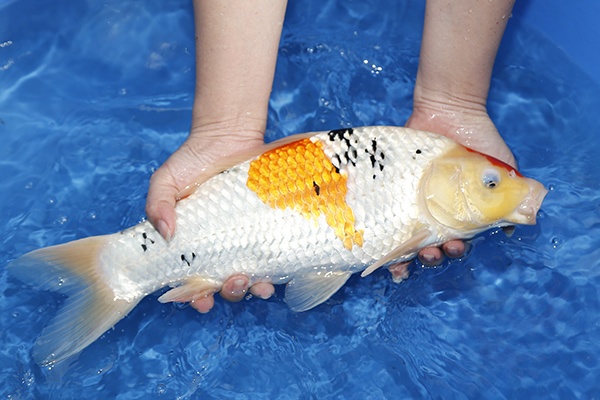 49-大正三色-41cm--公母不明-2015產-00-(億來錦鯉專業養殖場)-3.jpg