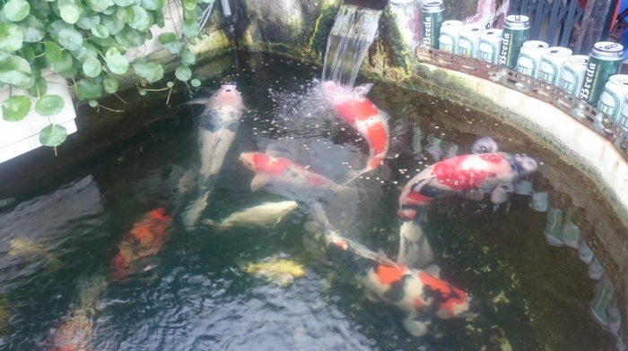 也是11隻鯉, 餵魚樂