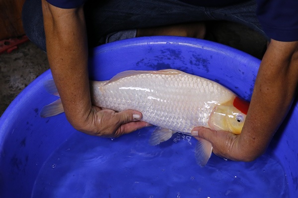 04-丹頂-(Ali-御三家錦鯉園)48cm-母魚-2014產-00-3.jpg