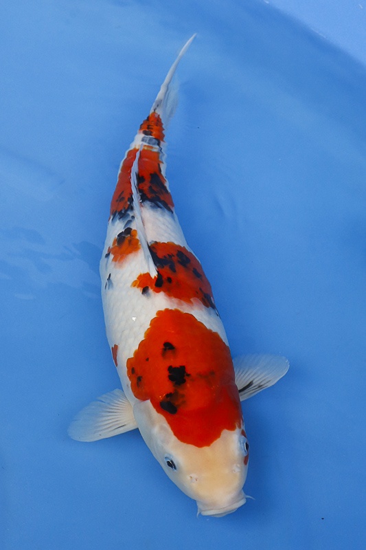 09-大正三色-(元大錦鯉園)41cm-母魚-2014產-3000起標-2.jpg
