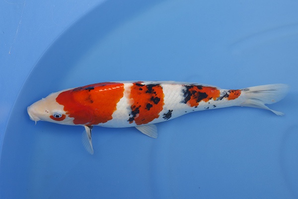 09-大正三色-(元大錦鯉園)41cm-母魚-2014產-3000起標-3.jpg