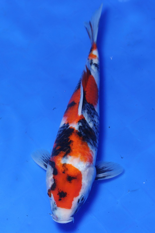 36-昭和三色-(國堡錦鯉場)28cm-不明-2015產-3000起標--2.jpg