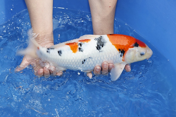 49-大正三色-(億來錦鯉專業養殖場)38cm--公母不明-2015產-00--3.jpg