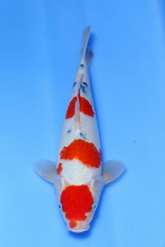 54-大正三色-(鯉池苑錦鯉園)32cm-不明-00-.jpg