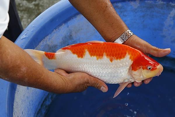 56-紅白(楊裕豐-紅獅王產)-34cm-2015產-不明-00-(寶源錦鯉養殖場)-2.jpg
