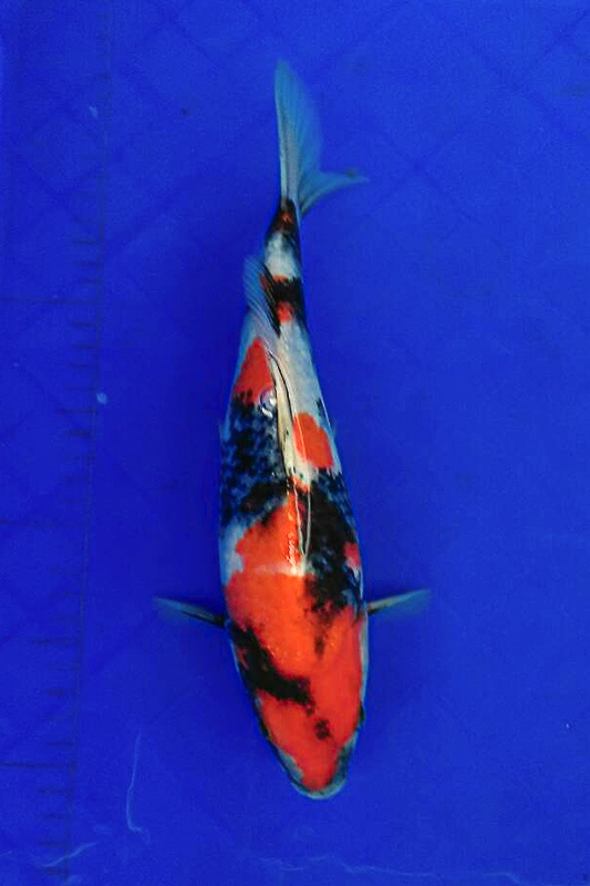 35-昭和三色-(國堡錦鯉場)32cm-不明-2015產-3000起標-.jpg