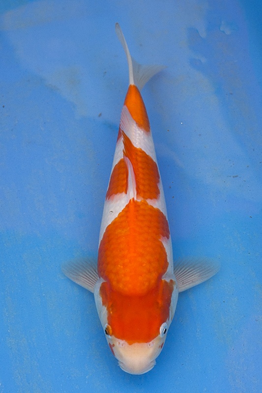58-紅白(楊裕豐-紅獅王產)-33cm-2015產-母魚-00-(寶源錦鯉養殖場)-1.jpg