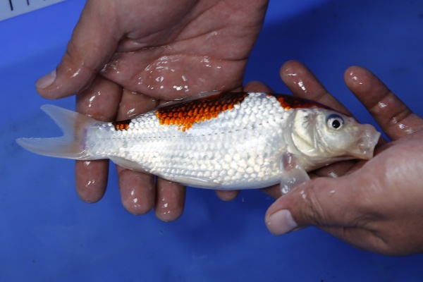 61-葡萄衣(日本-詰養鯉場產)-20cm-不明-2015年產-8000起標-(國際錦鯉養殖場)-3.jpg.jpg