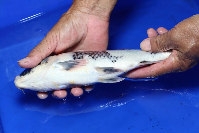 05-昭和三色-28cm-不明-2015產-3000起標-(國堡錦鯉場)-4.jpg