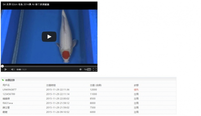 04-丹頂-52cm-母魚-2014產-(Ali-御三家錦鯉園) (2).jpg