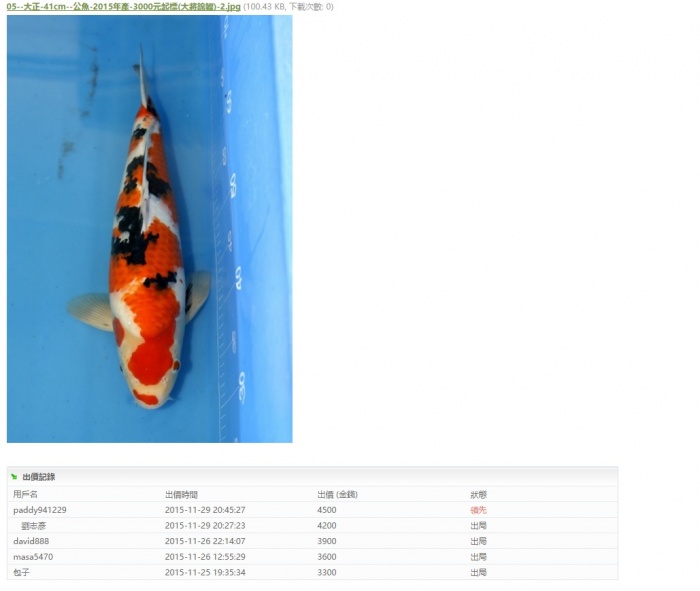 05--大正-41cm--公魚-2015年產-(大將錦鯉)  (2).jpg