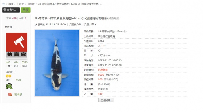 38-葡萄衣(日本丸新養魚場產)-42cm-公-(國際錦鯉養殖場) .jpg