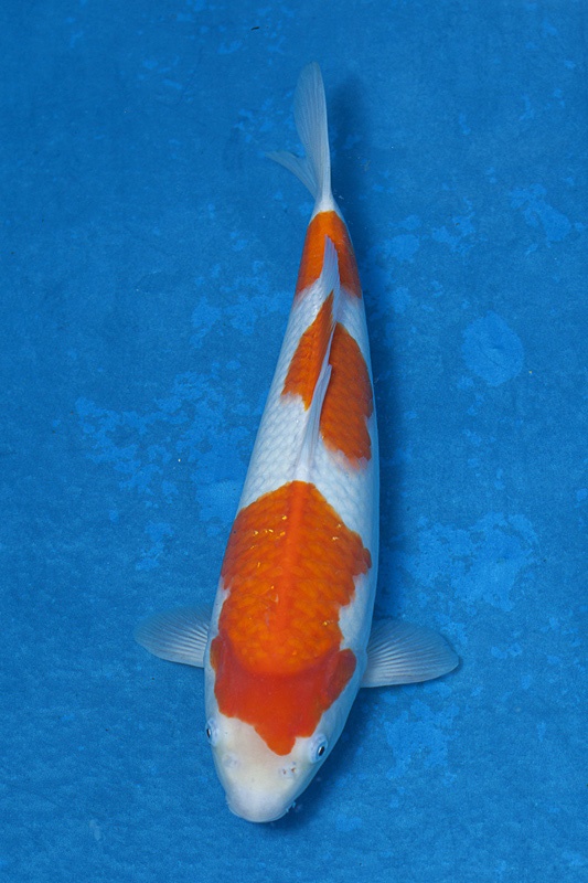 03-紅白-39cm-母魚-$5000-(寶源錦鯉養殖場-2015).jpg