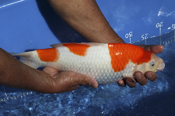 03-紅白-39cm-母魚-00-(寶源錦鯉養殖場-2015)-3.jpg