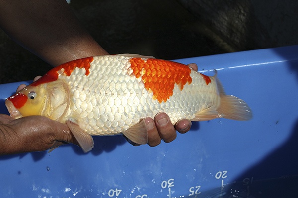 05-紅白-39cm-不明-00-(寶源錦鯉養殖場-2015)-4.jpg