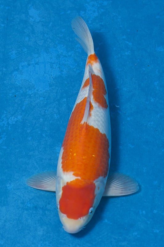 06-紅白-38cm-母魚-00-(寶源錦鯉養殖場-2015).jpg