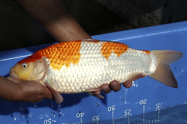06-紅白-38cm-母魚-00-(寶源錦鯉養殖場-2015)-4.jpg