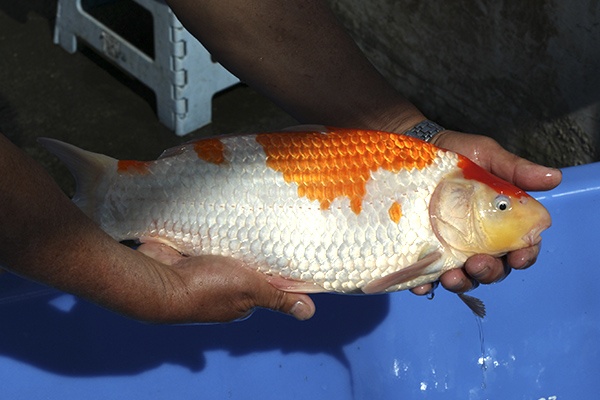 06-紅白-38cm-母魚-00-(寶源錦鯉養殖場-2015)-3.jpg