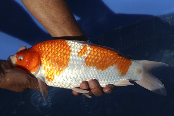 22-紅白-36cm-母魚-00-(寶源錦鯉養殖場-2015)-4.jpg