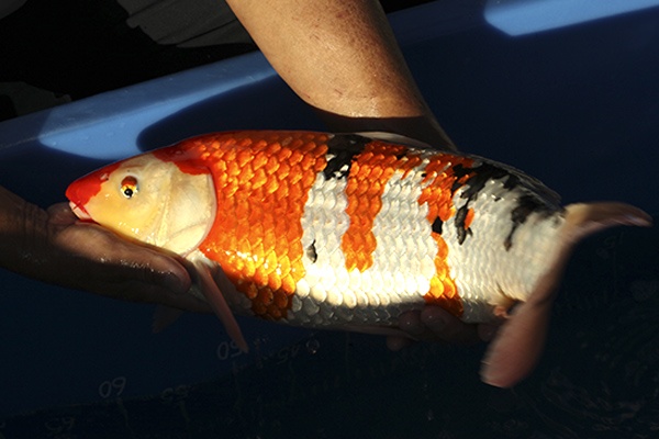 43-大正三色-51cm-母-000-2014產-(寶源錦鯉養殖場-2015)-3.jpg