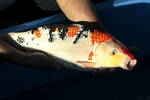 43-大正三色-51cm-母-000-2014產-(寶源錦鯉養殖場-2015)-2.jpg