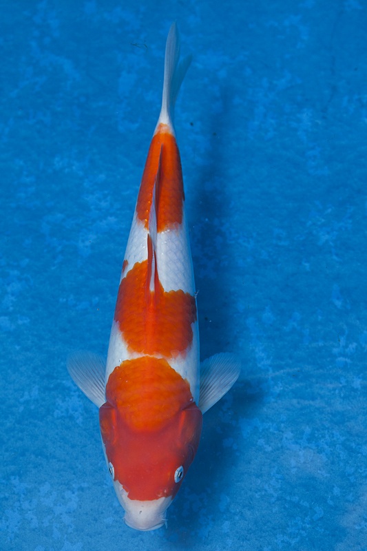 46-紅白-32cm-母魚-00-(寶源錦鯉養殖場-2015)-1.jpg