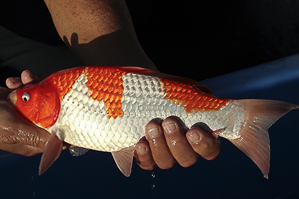 46-紅白-32cm-母魚-00-(寶源錦鯉養殖場-2015)-2.jpg