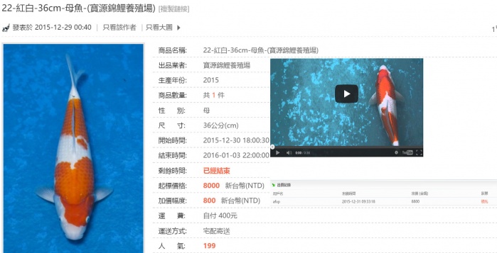 22-紅白-36cm-母魚-(寶源錦鯉養殖場) - 拍賣會 - 台灣錦_ - http___www.koitw.com.tw_.jpg