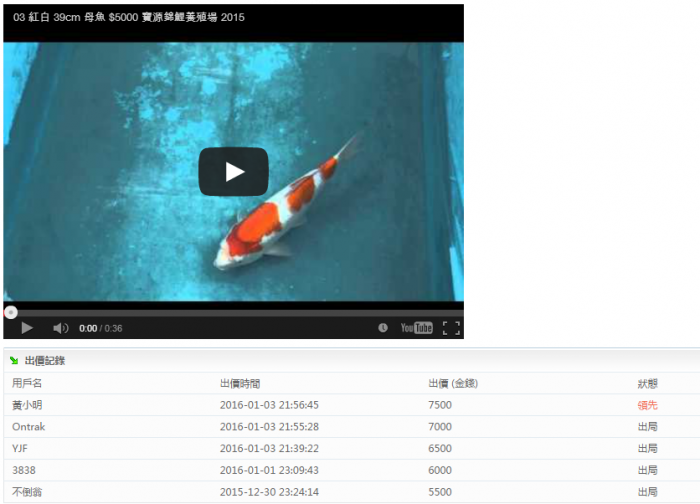03-紅白-39cm-母魚-(寶源錦鯉養殖場2.png