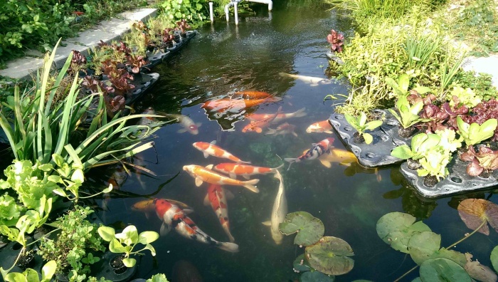 漫談錦鯉魚的魚菜共生--過濾退後八米路的綠帶