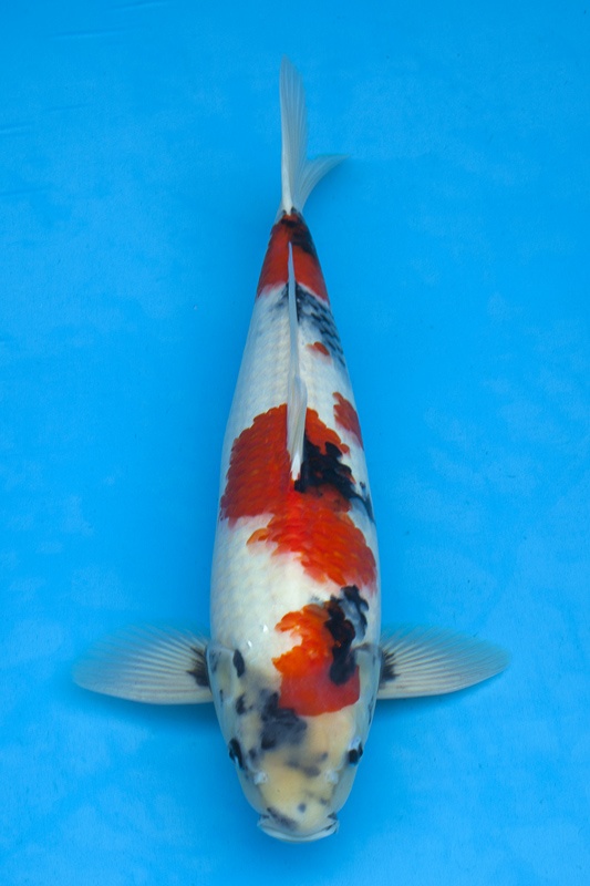 02-昭和-53cm-公-2014年產-5000起標(外場魚)(2016億來錦鯉)-1.jpg