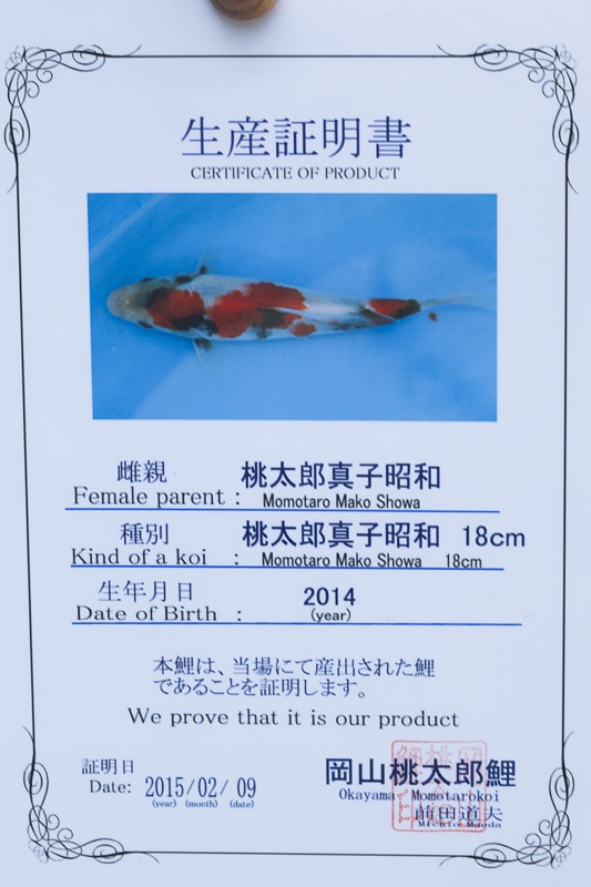 02-昭和-53cm-公-2014年產-5000起標(外場魚)(2016億來錦鯉)-2.jpg