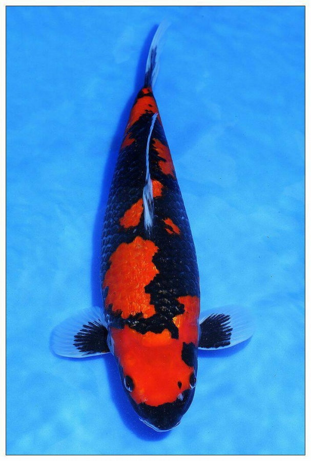 元宵節燈會！ 頭發亮的魚！