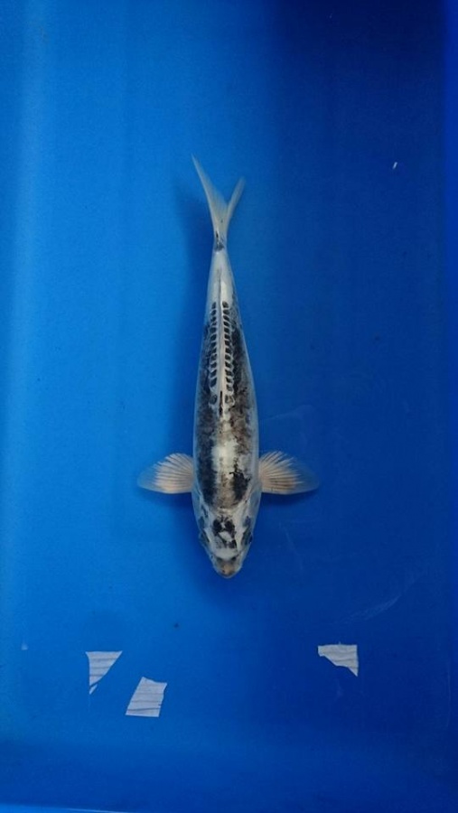 2014.約45CM